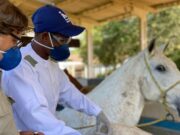 Soros produzidos por cavalos têm anticorpos potentes para covid-19