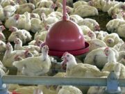 Brasil pede explicações à China sobre frango supostamente contaminado