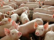 Abate de suínos cresce no 2º trimestre e chega a 12 milhões no Brasil