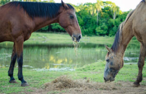 ONG Cavalo de Lata precisa de doações