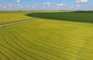 Irga projeta semeadura de arroz em 969.192 hectares na safra 2020/2021