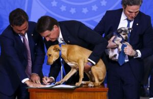 Lei aumenta pena para maus-tratos a cães e gatos