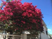 Primavera começa hoje e segue até dezembro