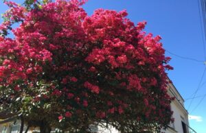 Primavera começa hoje e segue até dezembro
