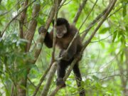 A biodiversidade do Cinturão Verde