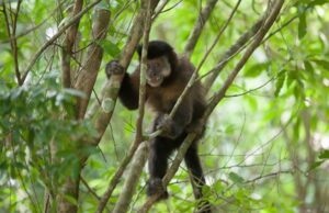A biodiversidade do Cinturão Verde
