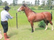 Balisa III do Itapororó, uma verdadeira campeã