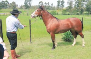 Balisa III do Itapororó, uma verdadeira campeã