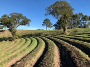 Técnicas agrícolas auxiliam na produtividade e qualidade da safra em períodos de tantas variações climáticas