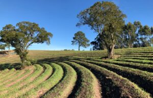 Técnicas agrícolas auxiliam na produtividade e qualidade da safra em períodos de tantas variações climáticas