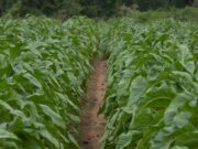 Fumo e carnes puxam alta de 8,4% nas exportações do agronegócio gaúcho