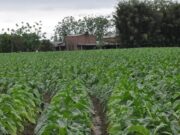 Safra de tabaco 2019/2020 fecha em 633.021 toneladas