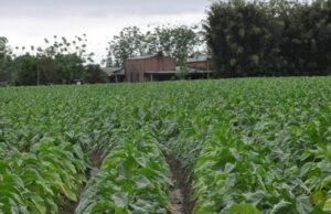 Safra de tabaco 2019/2020 fecha em 633.021 toneladas