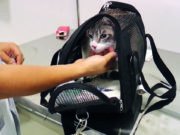 Animais de famílias de baixa renda passam a ser atendidos no Hospital Veterinário