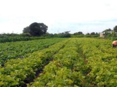 AGRICULTURA | Programa de Aquisição de Alimentos está com inscrições abertas