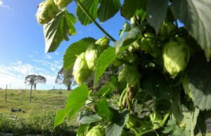 Projeto da Secretaria da Agricultura e Emater incentiva plantio de lúpulo no RS