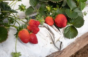 Clima favorece produção de morangos em Santa Cruz
