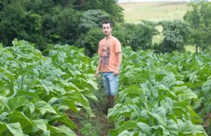 Diversificando sem deixar de lado a cultura do tabaco