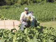 Dia do Produtor de Tabaco: origem curiosa e reconhecida por lei