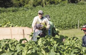 Dia do Produtor de Tabaco: origem curiosa e reconhecida por lei