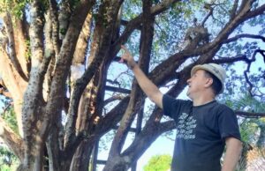 Ricardo encontrou na jabuticabeira um novo jeito de viver