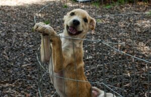 Canil Municipal e ONG Protetores promovem Feira de Adoção