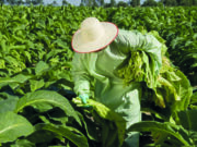 Tabaco: Afubra faz estimativa da safra 2020/2021