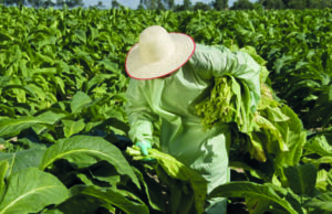 Tabaco: Afubra faz estimativa da safra 2020/2021