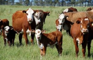 Declaração anual de rebanho deve ser entregue até 30 de dezembro