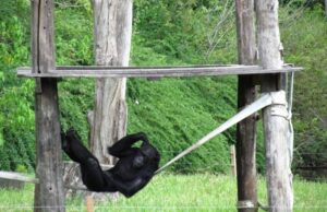 Parque Zoológico volta a receber visitantes em Sapucaia do Sul