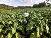 Extensão Rural na Fumicultura: uma parceria de sucesso