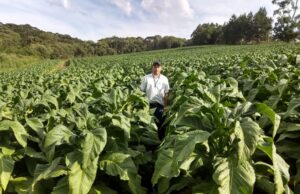 Extensão Rural na Fumicultura: uma parceria de sucesso