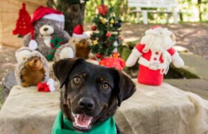 Domingo tem mais uma Feira de Adoção