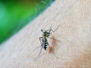 Uma pessoa está internada em virtude da dengue em Santa Cruz do Sul