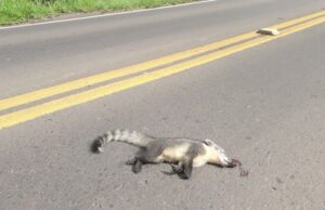 Animais: atropelamentos causam preocupação