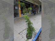 Arborização pública: em cinco anos, 95 árvores foram plantadas