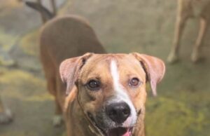 Canil Municipal: adoção de animais registra queda