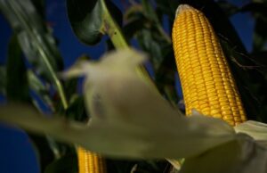 Produção agropecuária de 2020 alcança R$ 871 bilhões