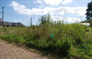 Multas por terreno sujo soma pouco mais de R$ 5,5 mil em Santa Cruz