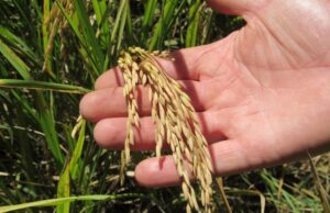 Colheita de arroz em Santa Cruz deve iniciar em março