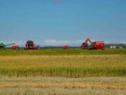 31ª Abertura Oficial da Colheita do Arroz ocorre de forma híbrida a partir desta terça