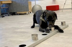 Rússia registra primeira vacina do mundo para animais contra Covid-19