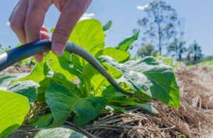 Volume de tabaco produzido com uso eficiente da água cresce 180% em três anos