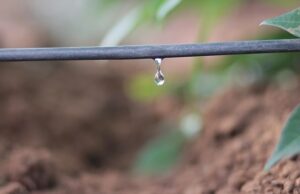 Dia Mundial da Água: para não contar só com o clima, produtores investem na fertirrigação