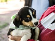 Hoje é dia para refletir sobre adoção, proteção e bem-estar animal