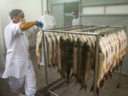 Venda de peixe nas feiras rurais começa hoje em Santa Cruz do Sul