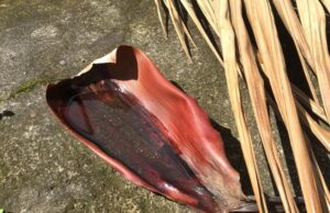 Santa Cruz do Sul já confirmou 61 casos de dengue neste ano