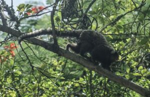 Rio Grande do Sul confirma presença de vírus causador da febre amarela em áreas silvestres