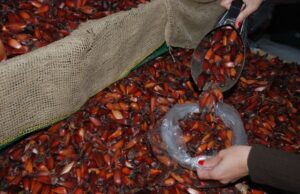 Pinhão já é encontrado nas prateleiras em Santa Cruz do Sul