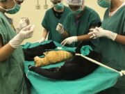 Cirurgias veterinárias podem ser suspensas para reduzir uso de insumos